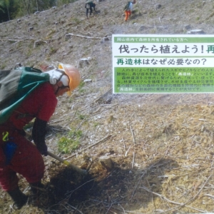 伐ったら植えよう！再造林 イメージ